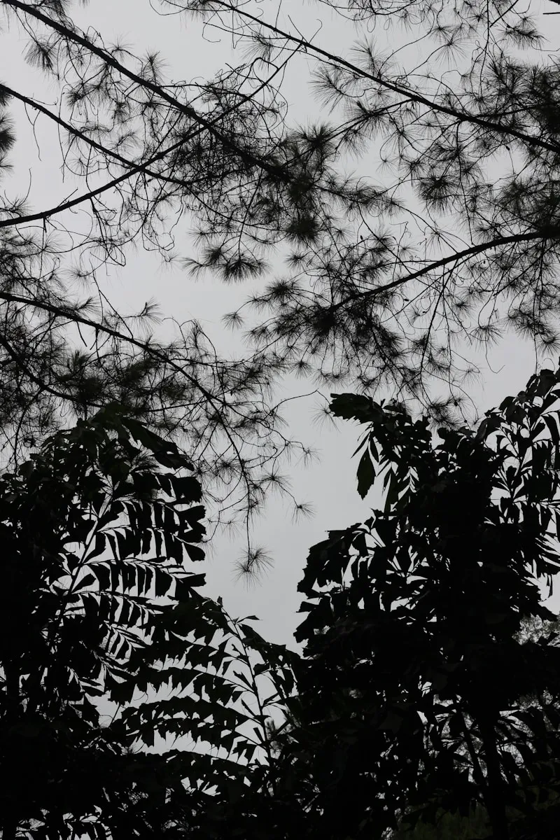 a black and white photo of some trees